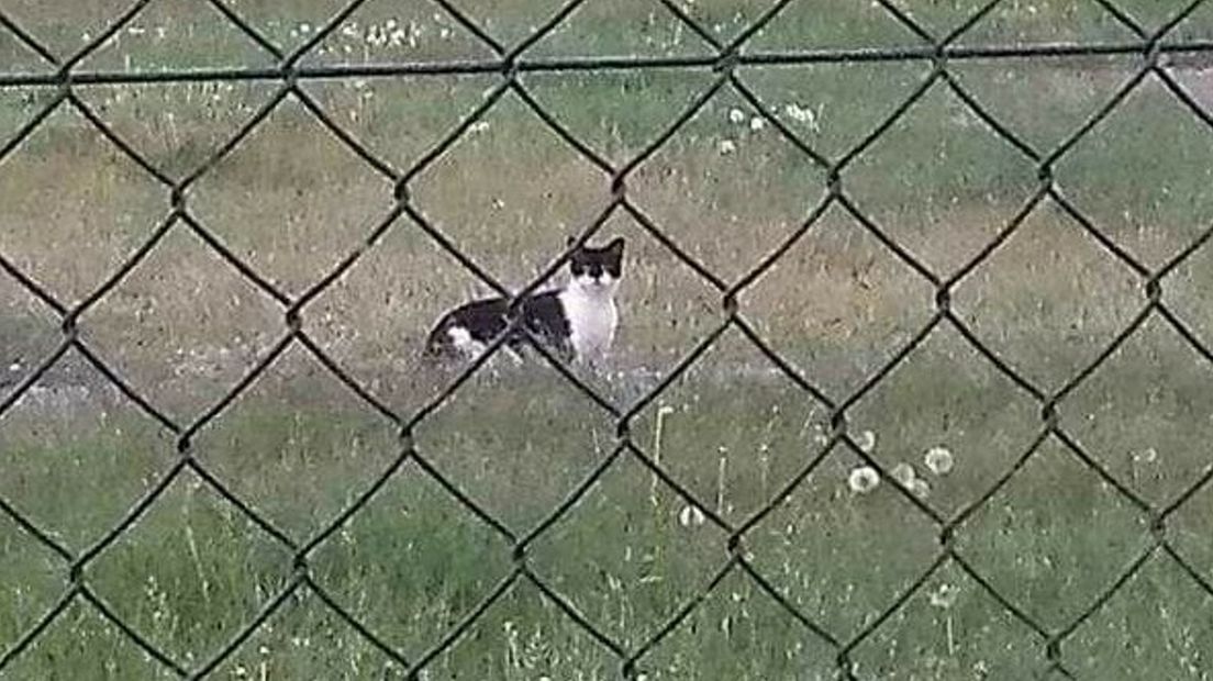 Grote zoektocht naar 23 gedumpte katten uit Vlissingse haven: ‘Dit is dierenmishandeling’