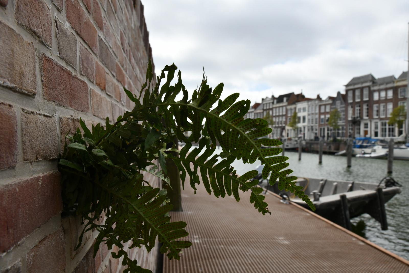 Middelburgse kade plantvriendelijk hersteld