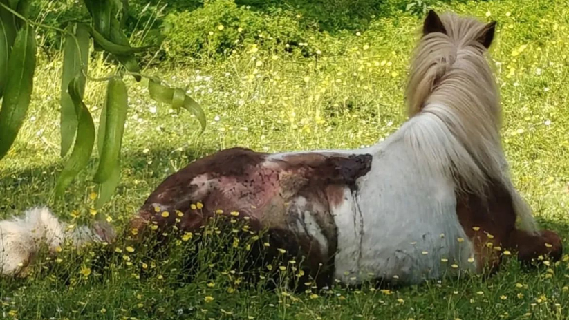 Verwaarloosde pony in gemeente Veere in bewaring gesteld