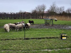 Wolfwerende_maatregelen