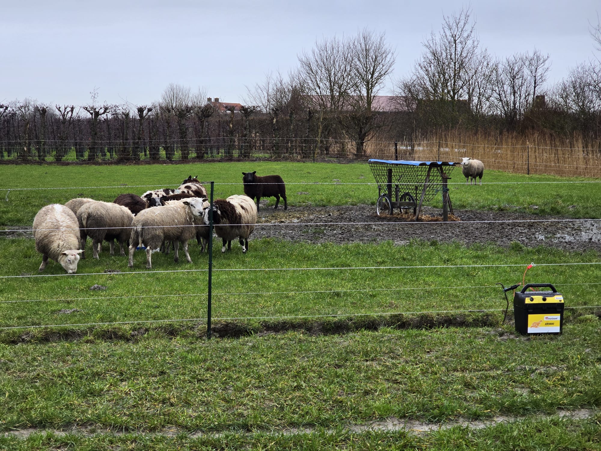 Provincie: ‘Wacht niet, bescherm je dieren tegen de wolf’