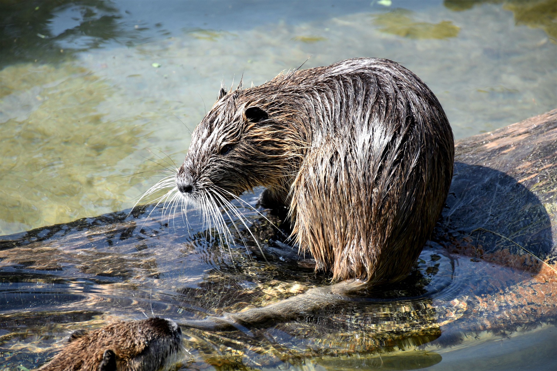 Waterschap tevreden over aanpak muskusratten