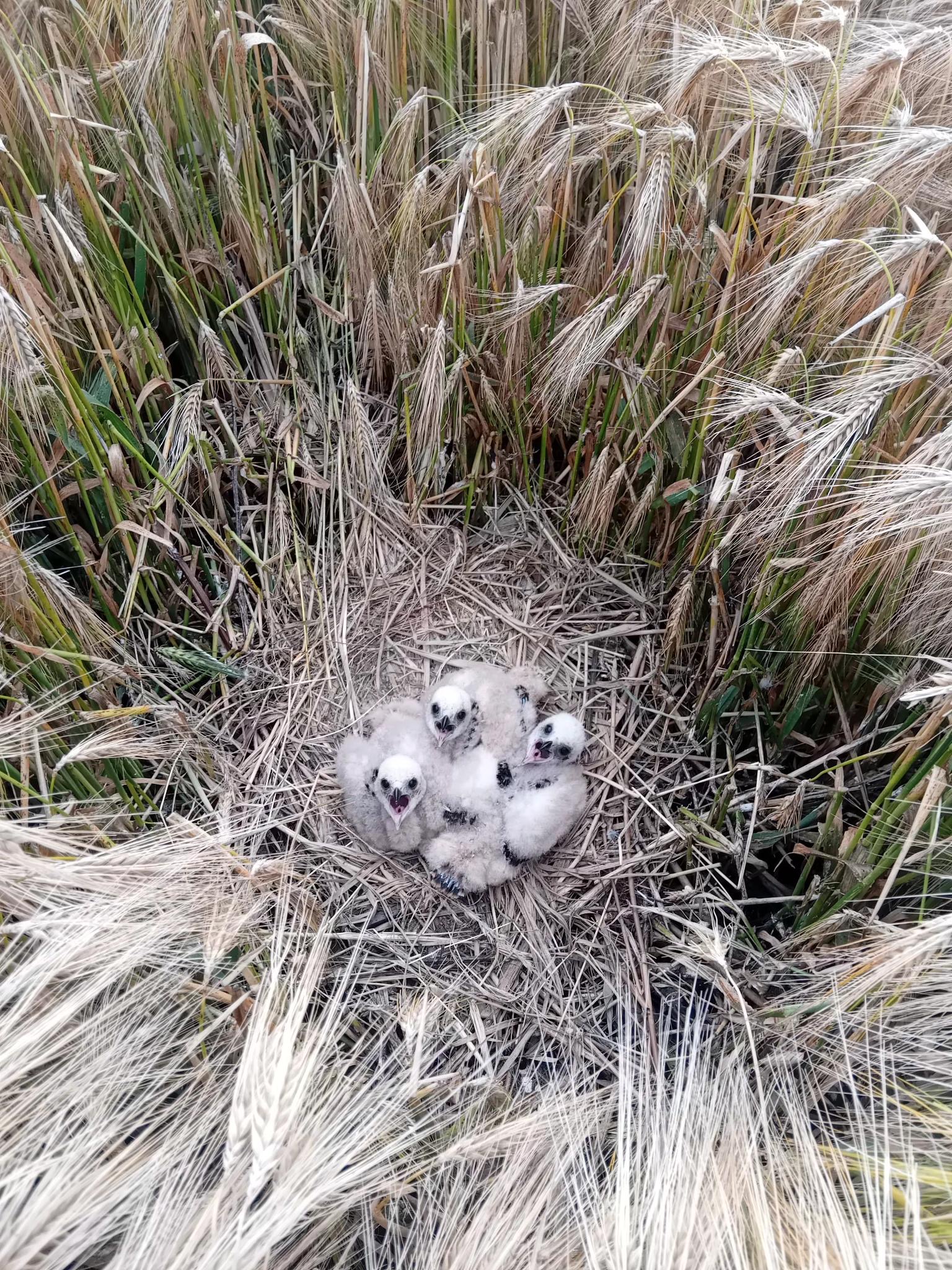 Steunpunt vraagt aandacht voor vogelnesten
