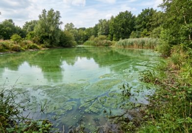 Waterschap waarschuwt voor blauwalg in oppervlaktewater