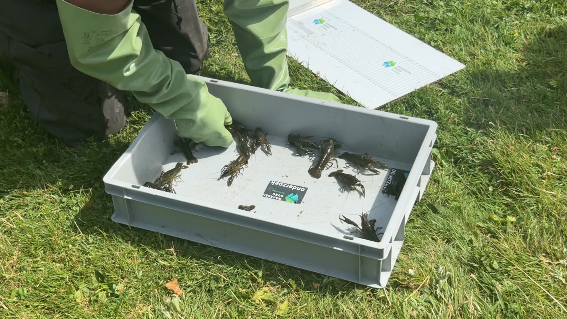 Proef met kattenvoer moet rivierkreeft afschrikken