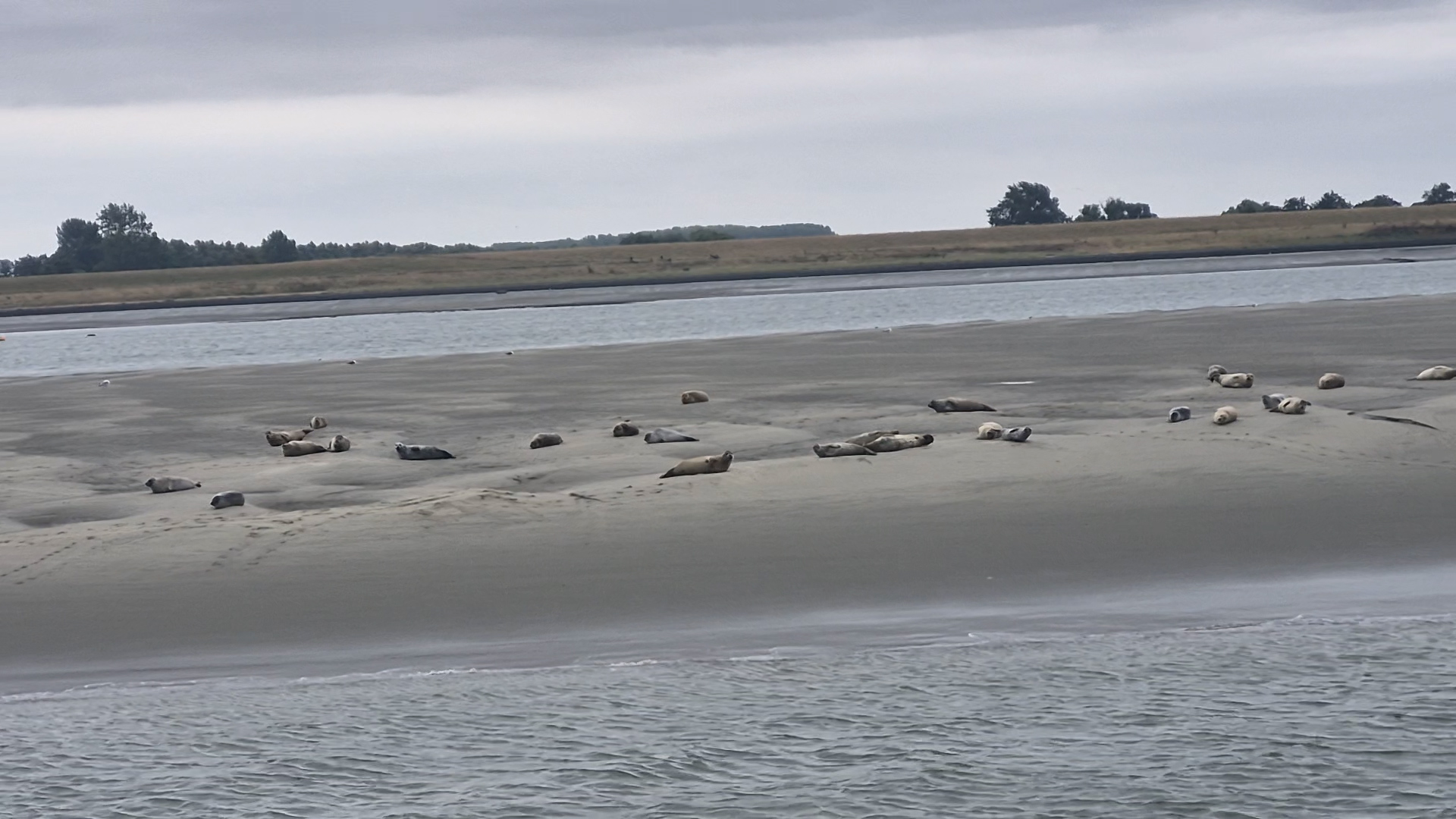 Vanuit Vlissingen op zoek naar zeehonden
