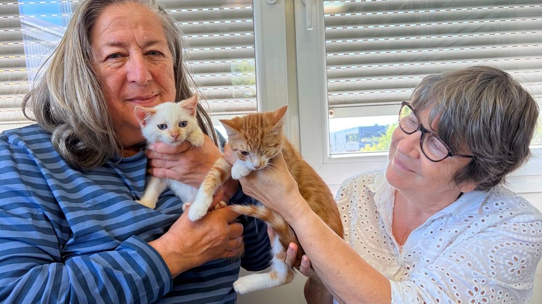 Stichting roept op tot castratieplicht voor zwerfkatten