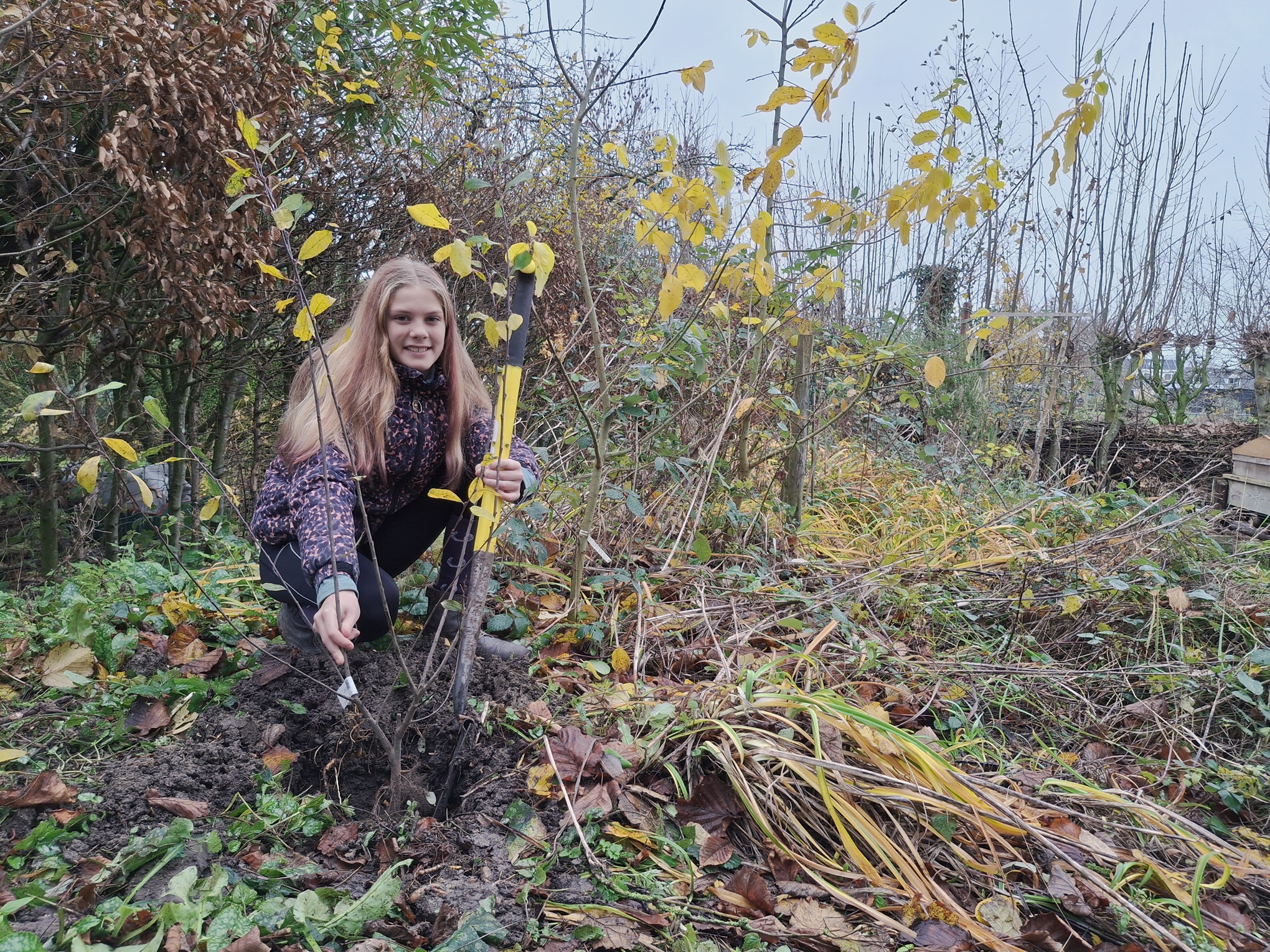 Natuurclubs geven duizenden boompjes weg