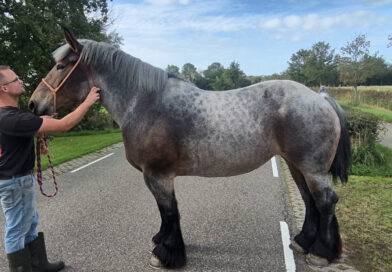 Wat is het mooiste trekpaard van Walcheren?