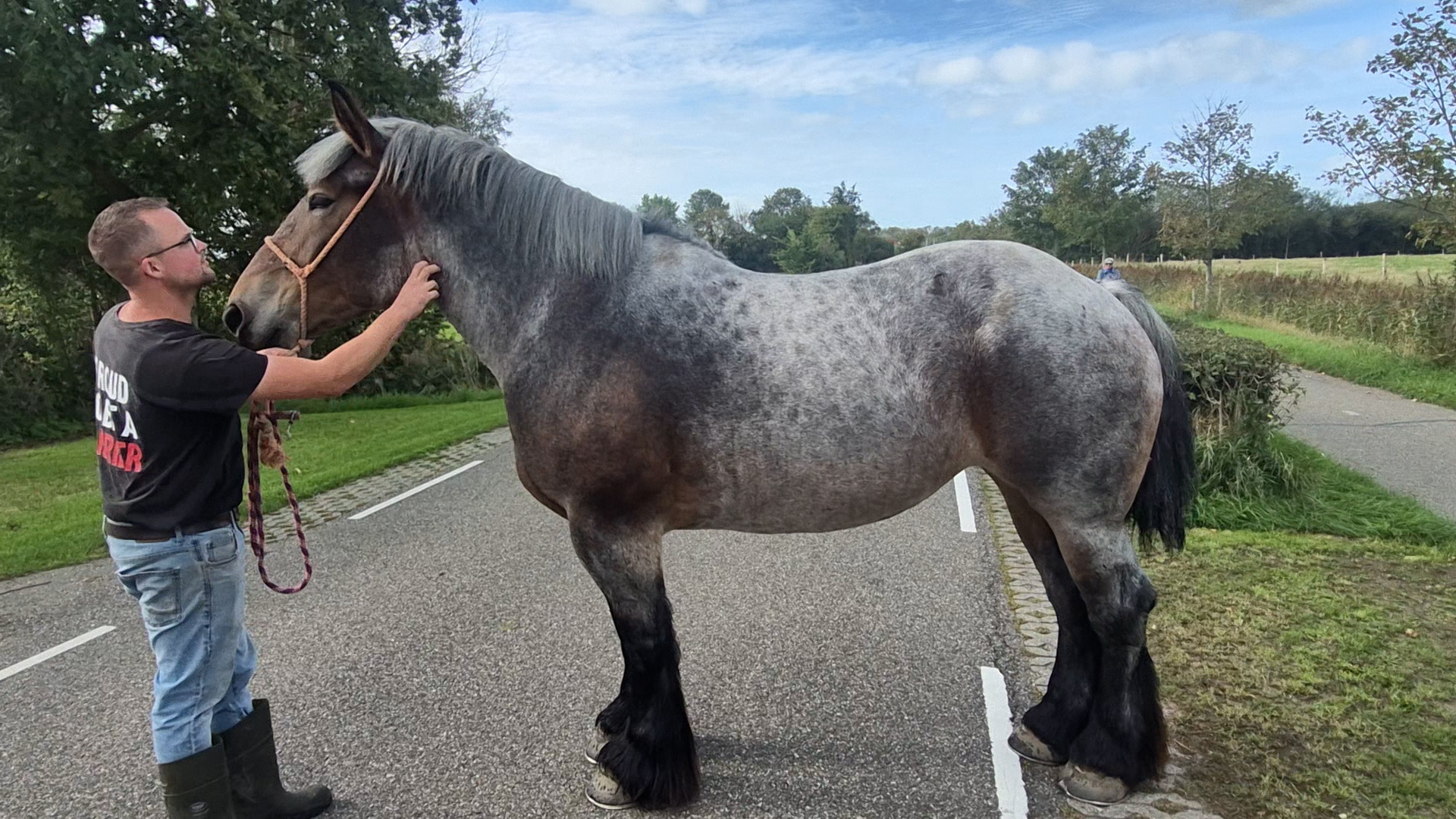 Wat is het mooiste trekpaard van Walcheren?