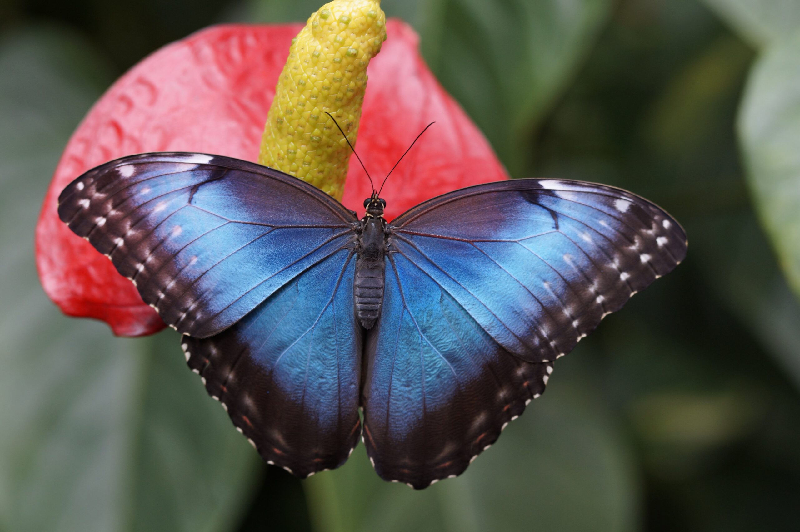 Foto blauwe vlinder op blad