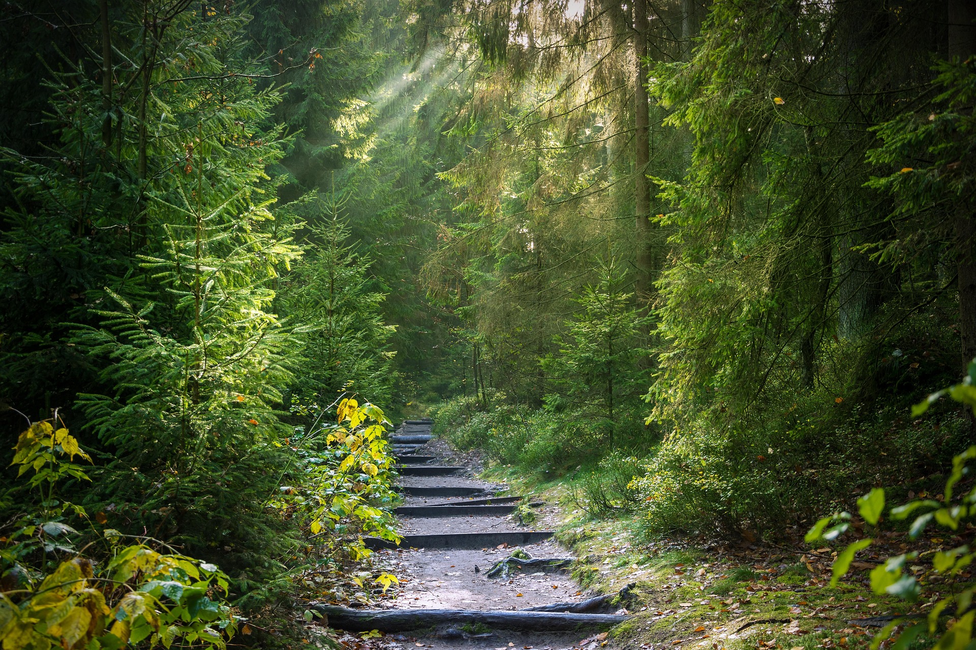 Foto bos wandelpad