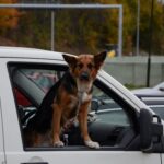 hond in auto