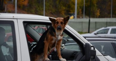 hond in auto