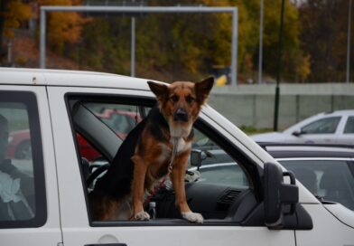 hond in auto