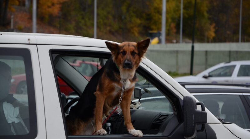 hond in auto