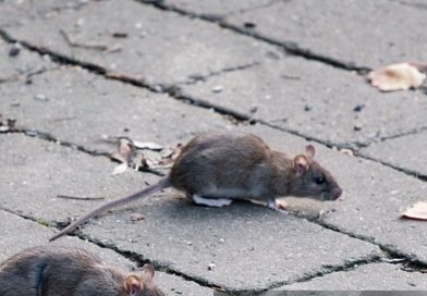 50PLUS en SP vragen hoe gemeente Vlissingen een rattenplaag definieert