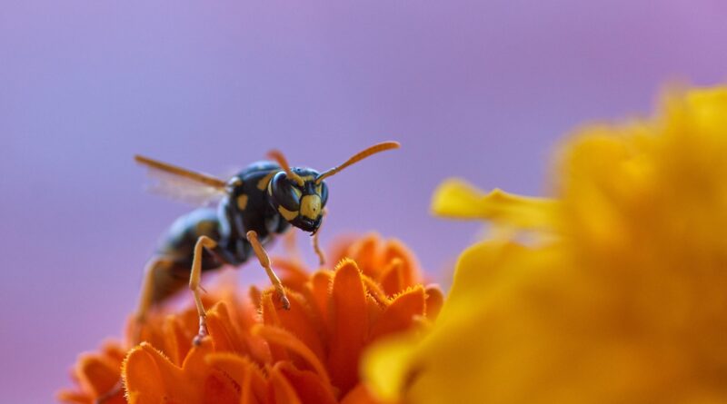 Foto 3 wesp op bloem